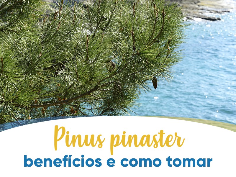 Pinus pinaster: benefícios e como tomar